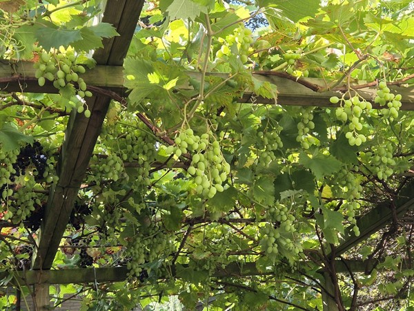 WhatsApp Image 2025-08-27 at 16.02.50.jpeg